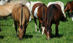 Imagen de caballos pastando